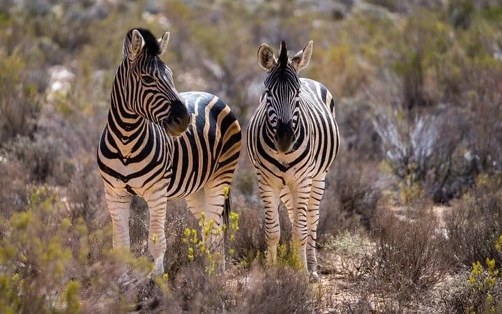 Aquila Game Reserve Safari: Small-Group Big 5 Tour with Hotel Pickup, Park Entry, and Buffet Lunch Image 3