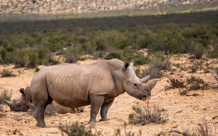 Aquila Game Reserve Safari: Small-Group Big 5 Tour with Hotel Pickup, Park Entry, and Buffet Lunch Image 5