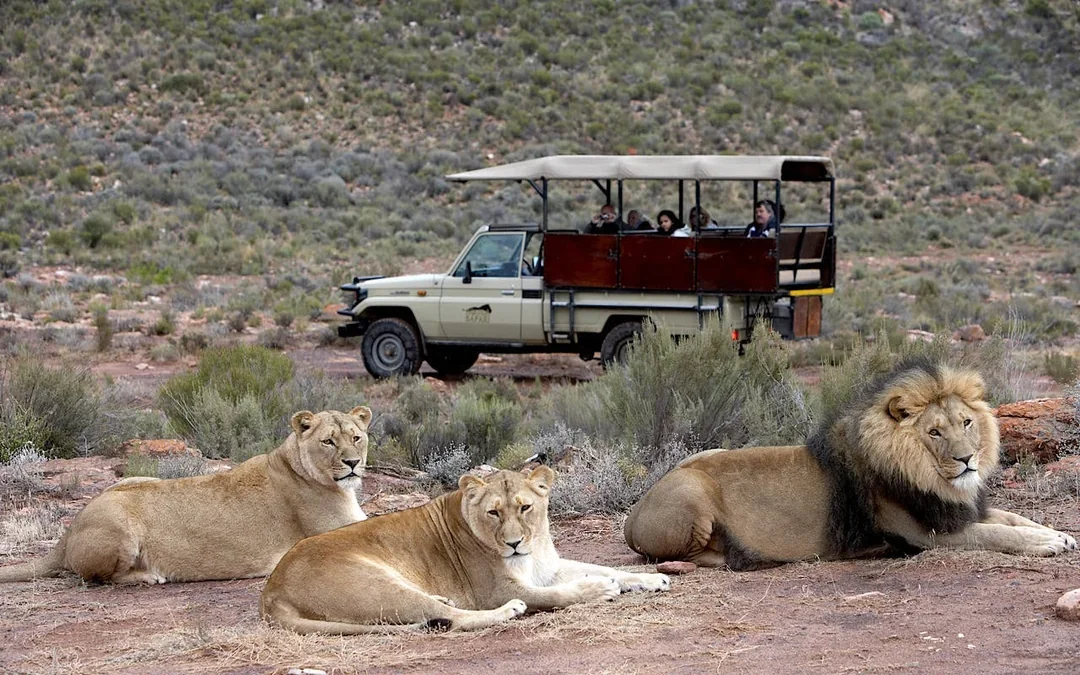 Aquila Private Game Reserve: All-Inclusive Multi-Day Safari with Game Drives near Cape Town Image 2