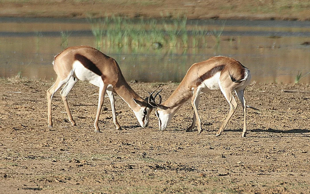 Aquila Private Game Reserve: All-Inclusive Multi-Day Safari with Game Drives near Cape Town Image 3