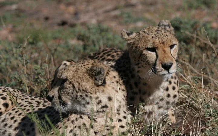 Aquila Private Game Reserve Private Safari Tour with Transfers from Cape Town Image 1