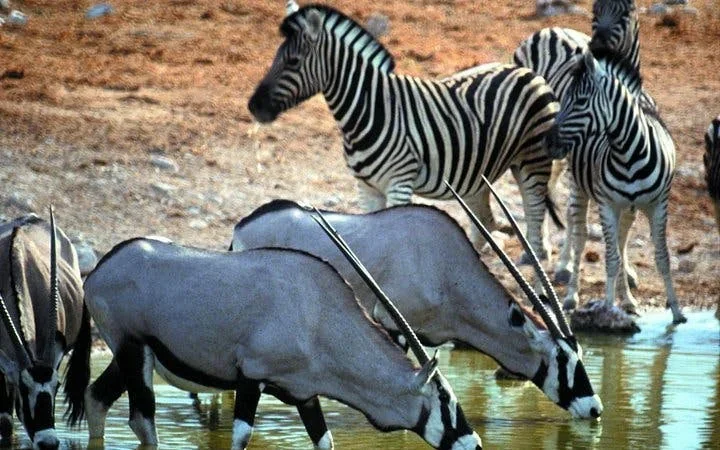 Aquila Private Game Reserve Private Safari Tour with Transfers from Cape Town Image 3