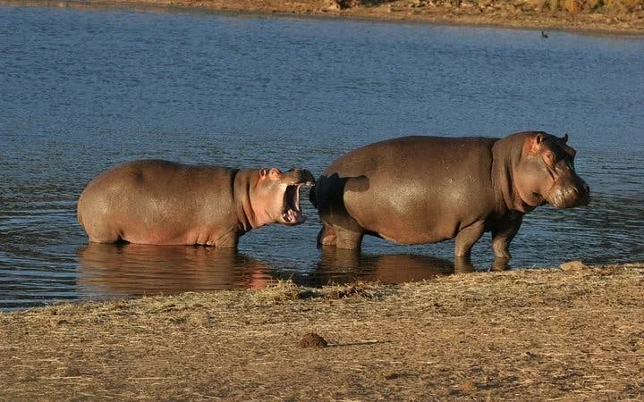 Aquila Private Game Reserve Private Safari Tour with Transfers from Cape Town Image 4