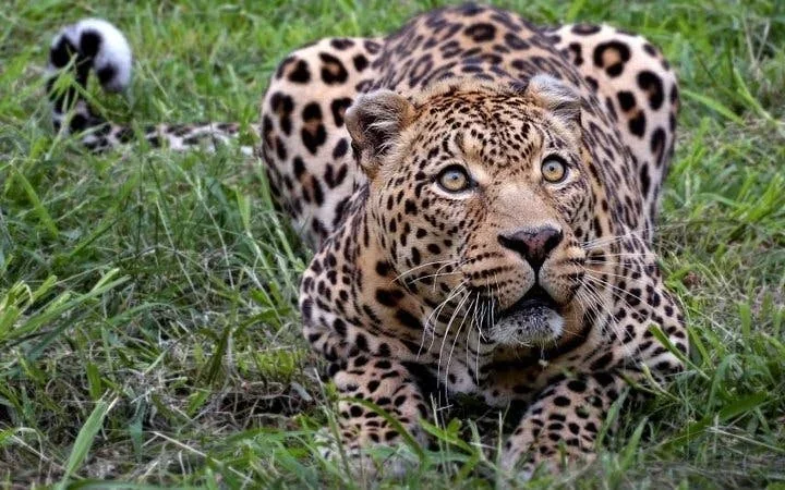 Aquila Private Game Reserve Private Safari Tour with Transfers from Cape Town Image 5