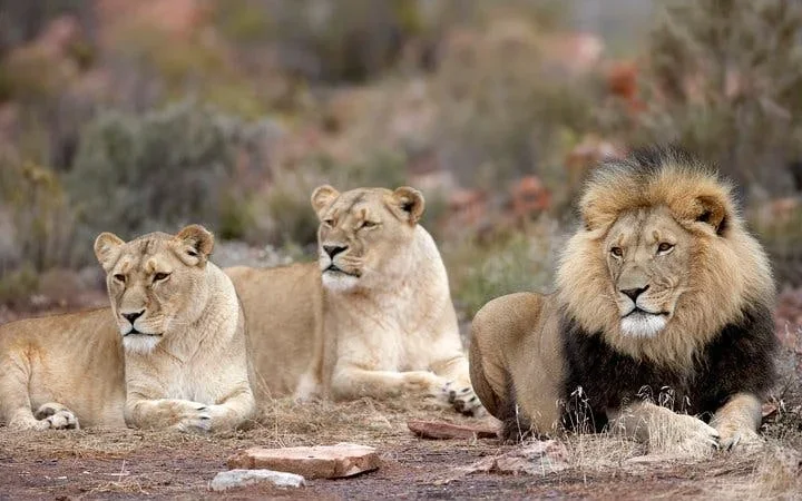 Aquila Private Game Reserve Private Safari Tour with Transfers from Cape Town Image 9