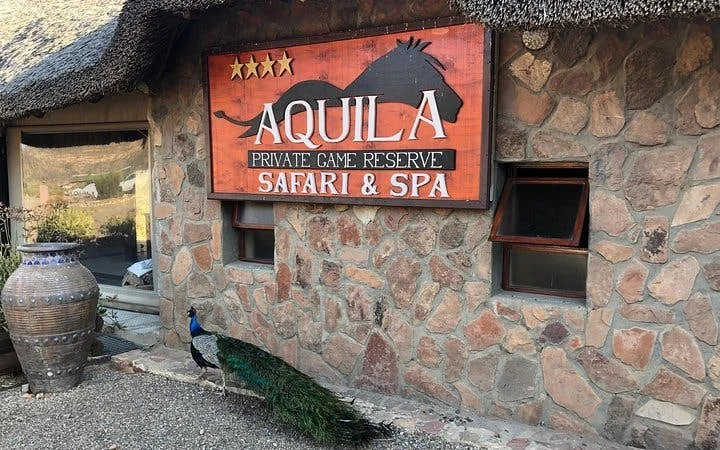 Aquila Private Game Reserve Safari and Buffet Lunch with Shared 4x4 Game Drive Image 3