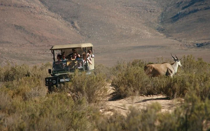 Aquila Private Game Reserve Safari and Buffet Lunch with Shared 4x4 Game Drive Image 4