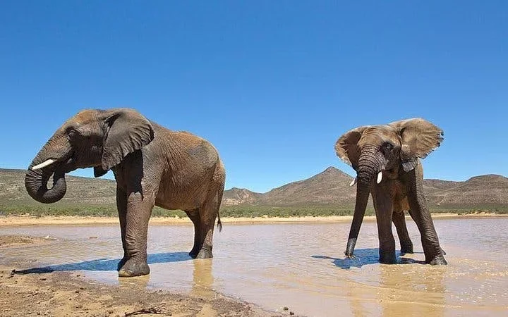 Aquila Private Game Reserve: Shared Transfers and Guided Safari Experience with Hotel Pickup and Drop-Off (Excludes Entrance Fees) Image 1