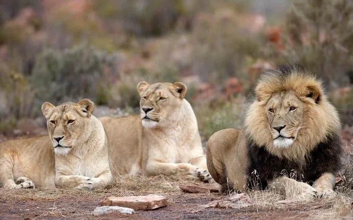 Aquila Private Game Reserve: Shared Transfers and Guided Safari Experience with Hotel Pickup and Drop-Off (Excludes Entrance Fees) Image 2