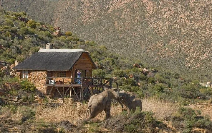 Aquila Private Game Reserve: Shared Transfers and Guided Safari Experience with Hotel Pickup and Drop-Off (Excludes Entrance Fees) Image 4