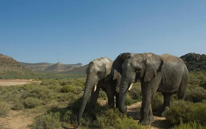 Aquila Private Game Reserve: Shared Transfers and Guided Safari Experience with Hotel Pickup and Drop-Off (Excludes Entrance Fees) Image 5