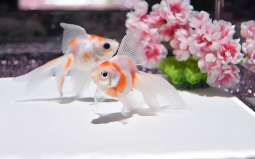 Art Aquarium Museum GINZA Skip-the-Line Pass: Couple & Family Deal (Flash deal for min. 2 guests) Image 7