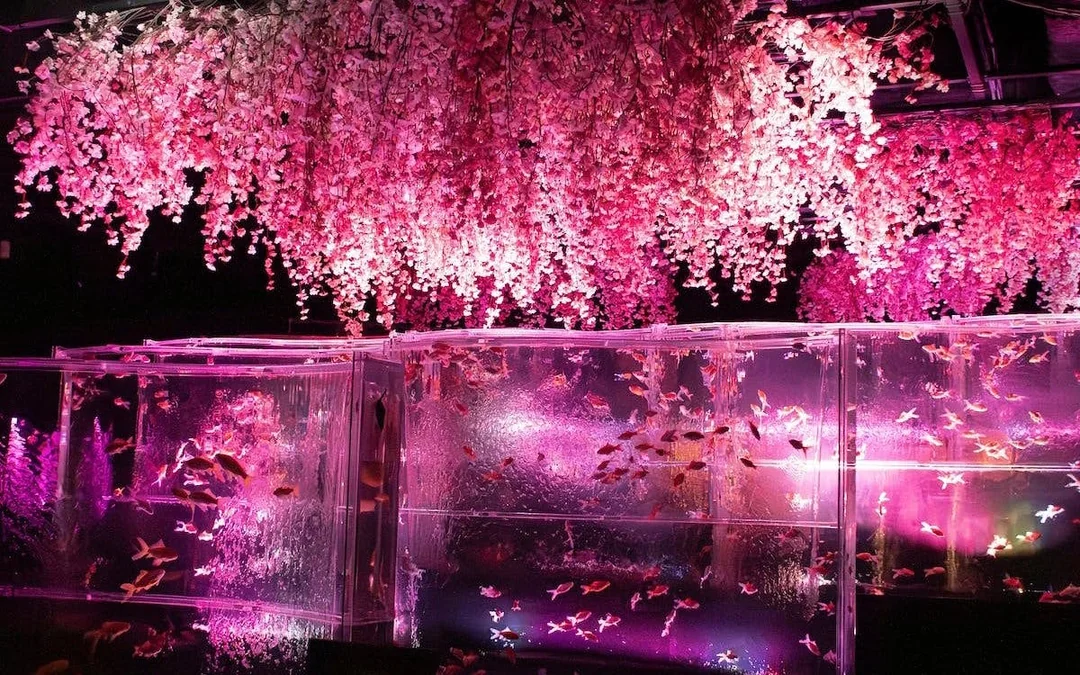 Art Aquarium Museum GINZA Skip-the-Line Pass: Couple & Family Deal (Flash deal for min. 2 guests) Image 10