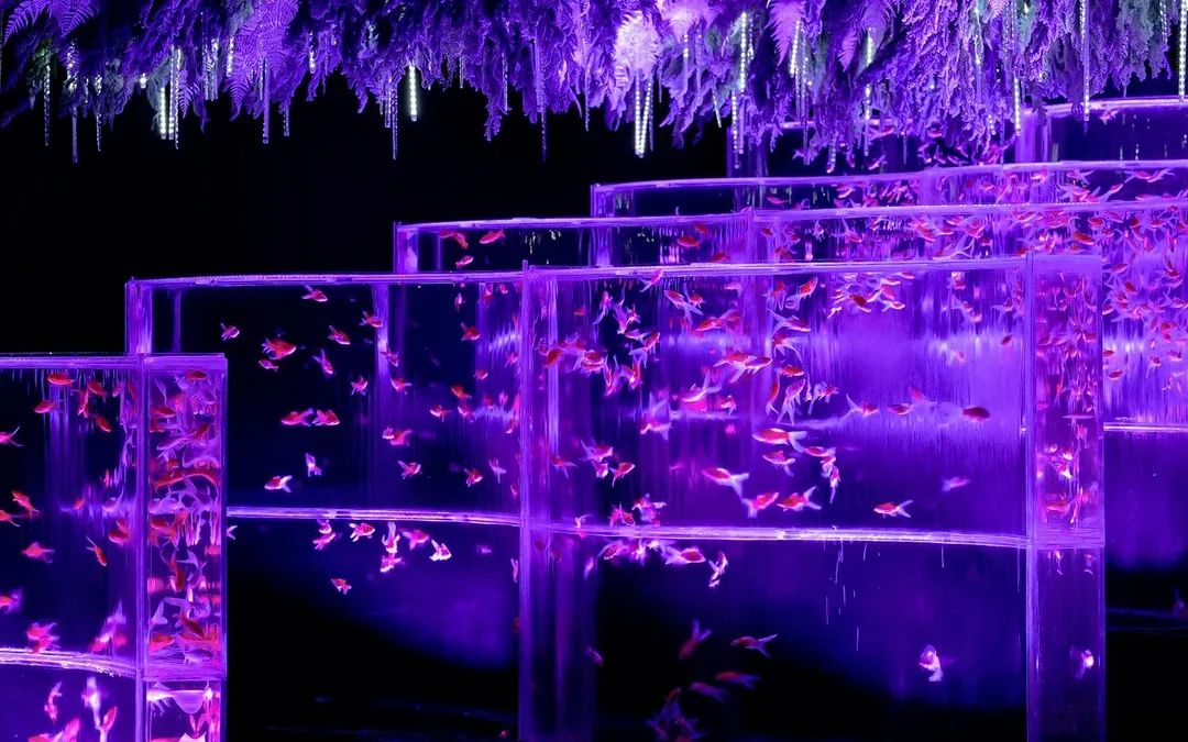 Art Aquarium Museum Ginza Tickets  Image 11