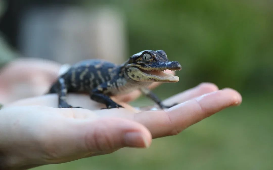 Australian Reptile Park Ticket Image 7