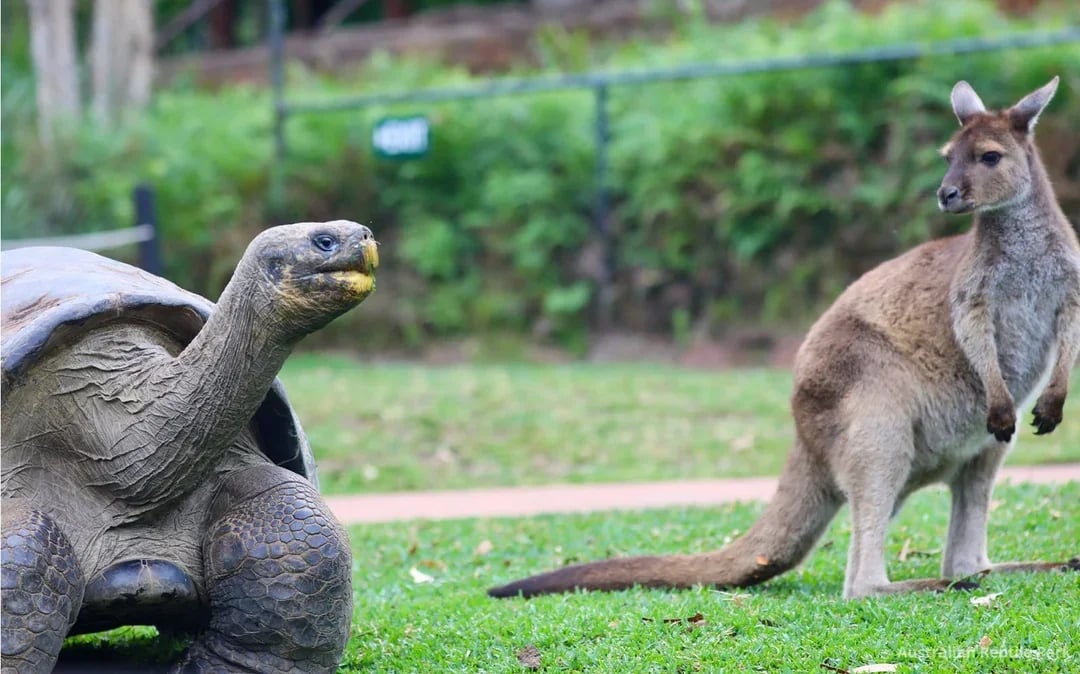 Australian Reptile Park Ticket Image 10