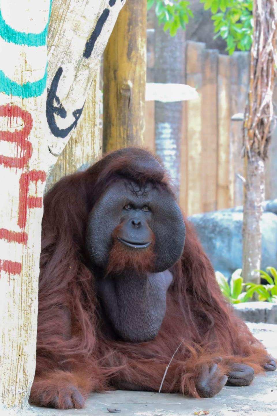 Avilon Zoo in Manila | Phillippines