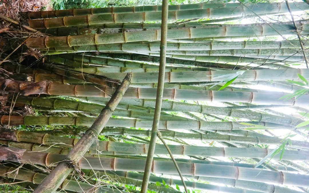Bali Jungle Trekking, Canoeing & Waterfall Visit with Lunch and Round-Trip Hotel Transfers Image 2