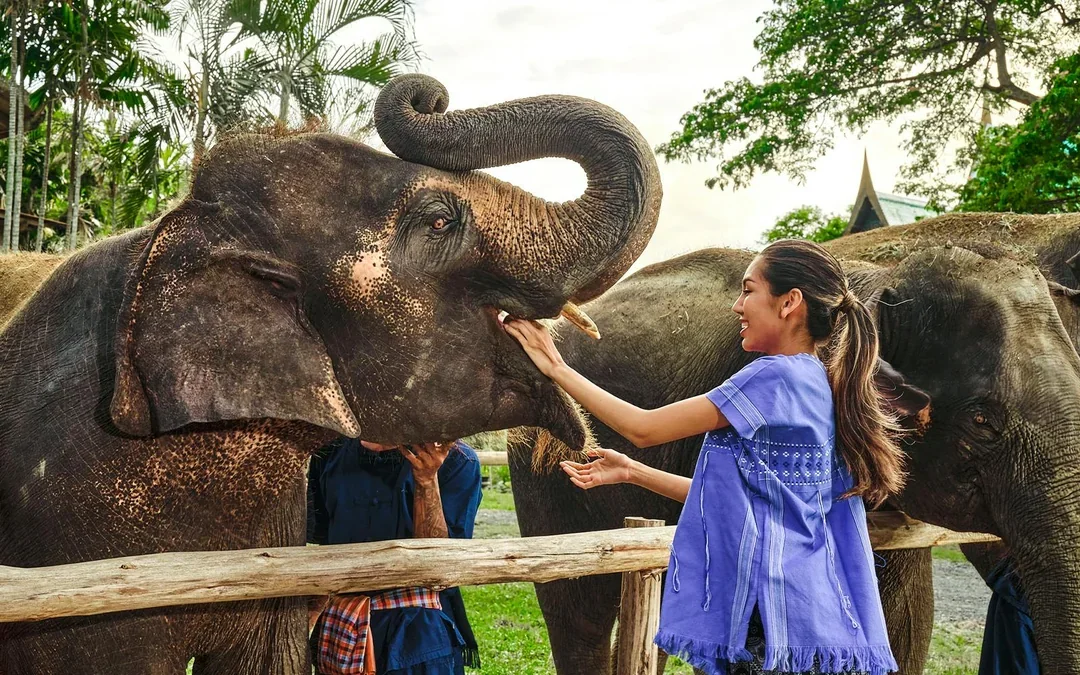 Bangkok Elephant Park Half-Day Elephant Care Experience Image 6