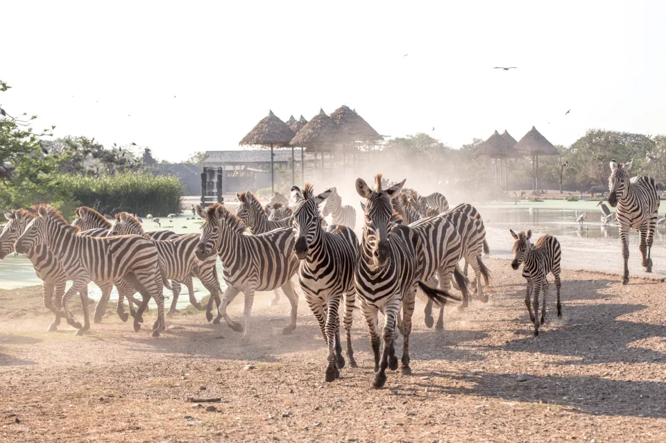 Bangkok Safari World Ticket | Thailand