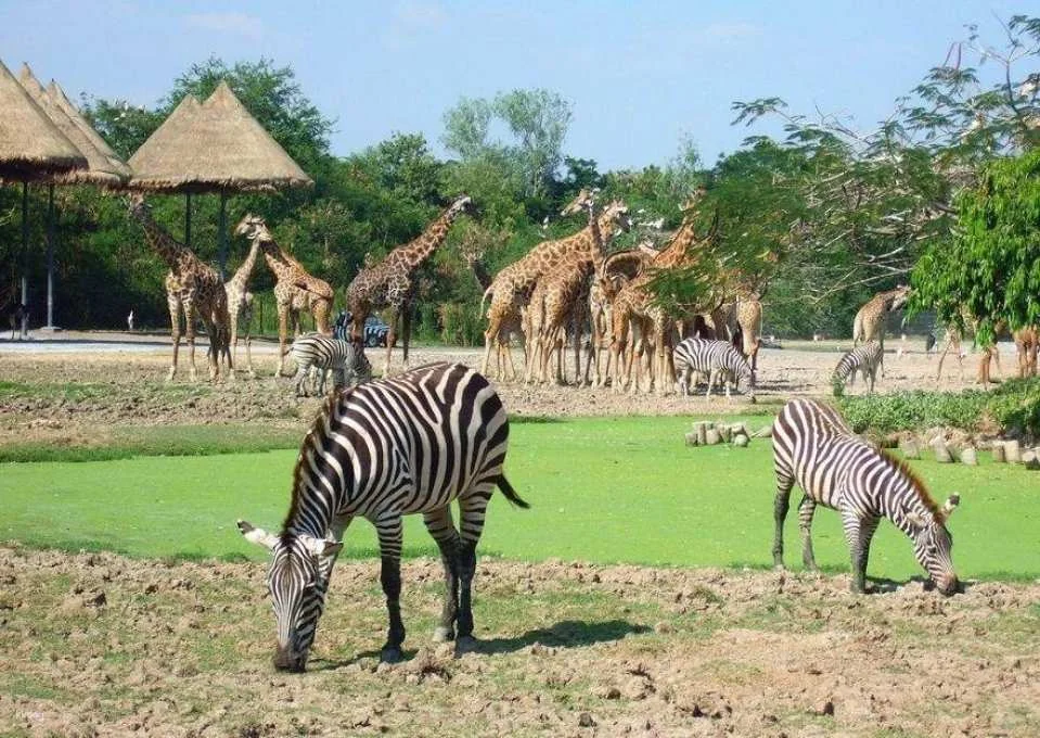 Bangkok Safari World Ticket | Thailand