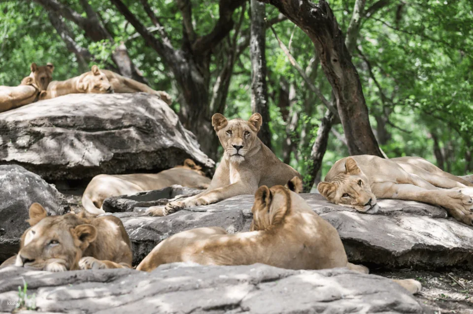 Bangkok Safari World Ticket | Thailand