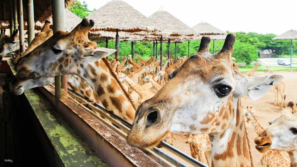 Bangkok Safari World Ticket | Thailand