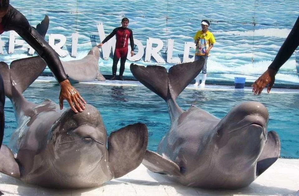Bangkok Safari World Ticket | Thailand