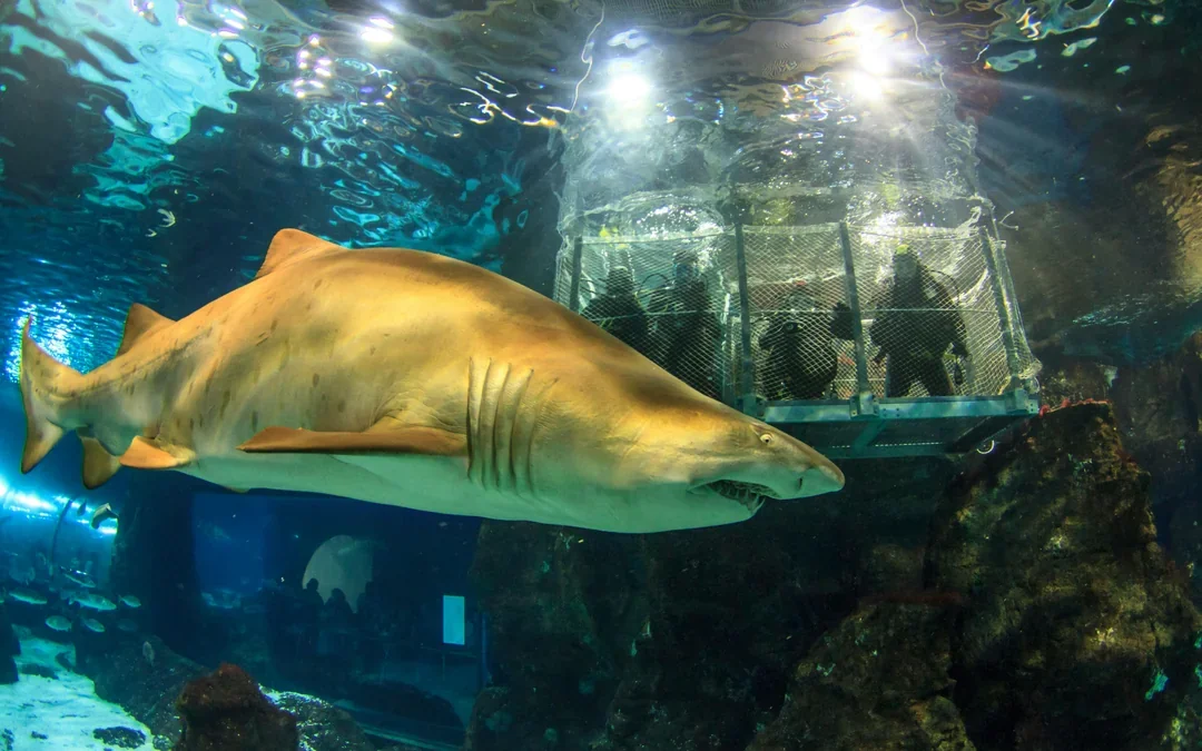Barcelona Aquarium Skip-the-Line Tickets Image 3