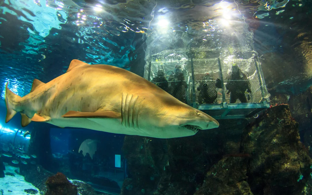 Barcelona Aquarium Skip-the-Line Tickets Image 3