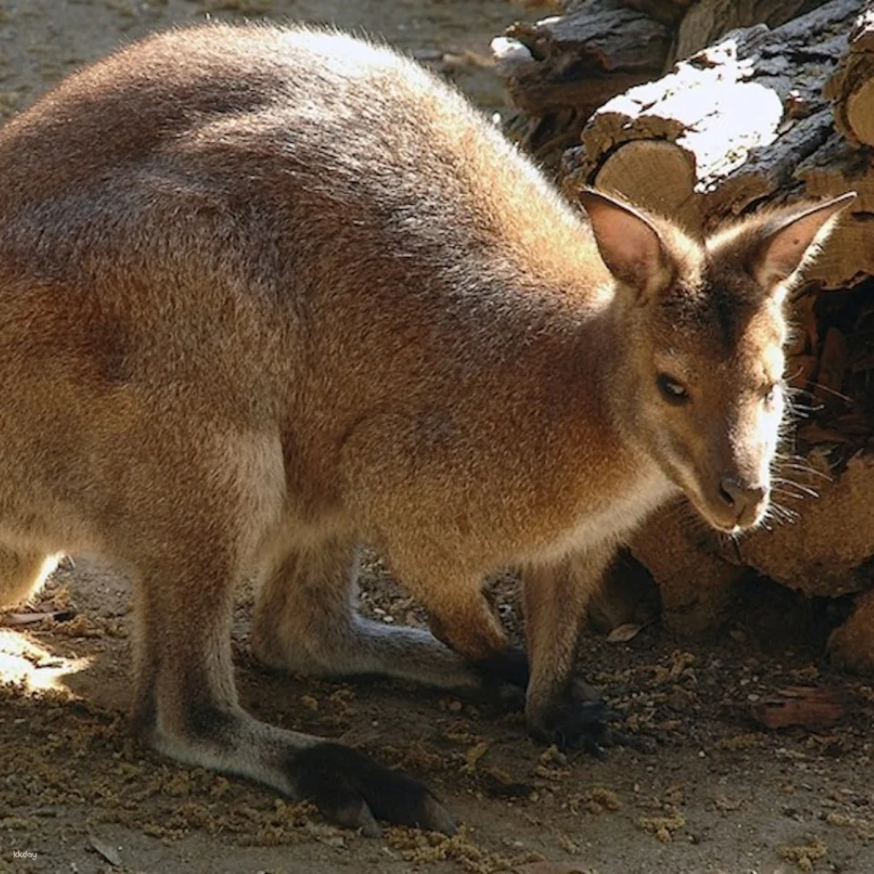 Bioparco: The Zoo of Rome