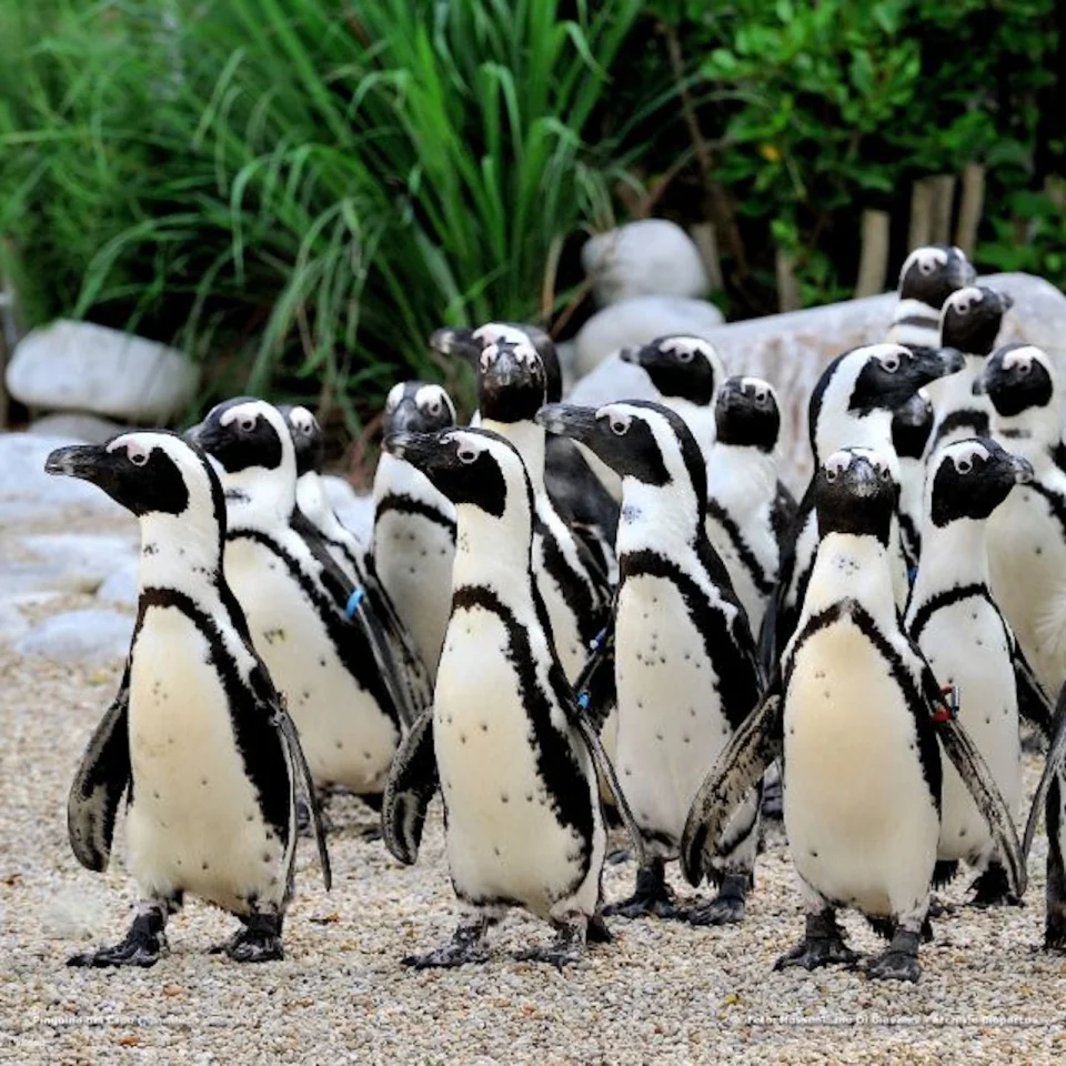 Bioparco: The Zoo of Rome