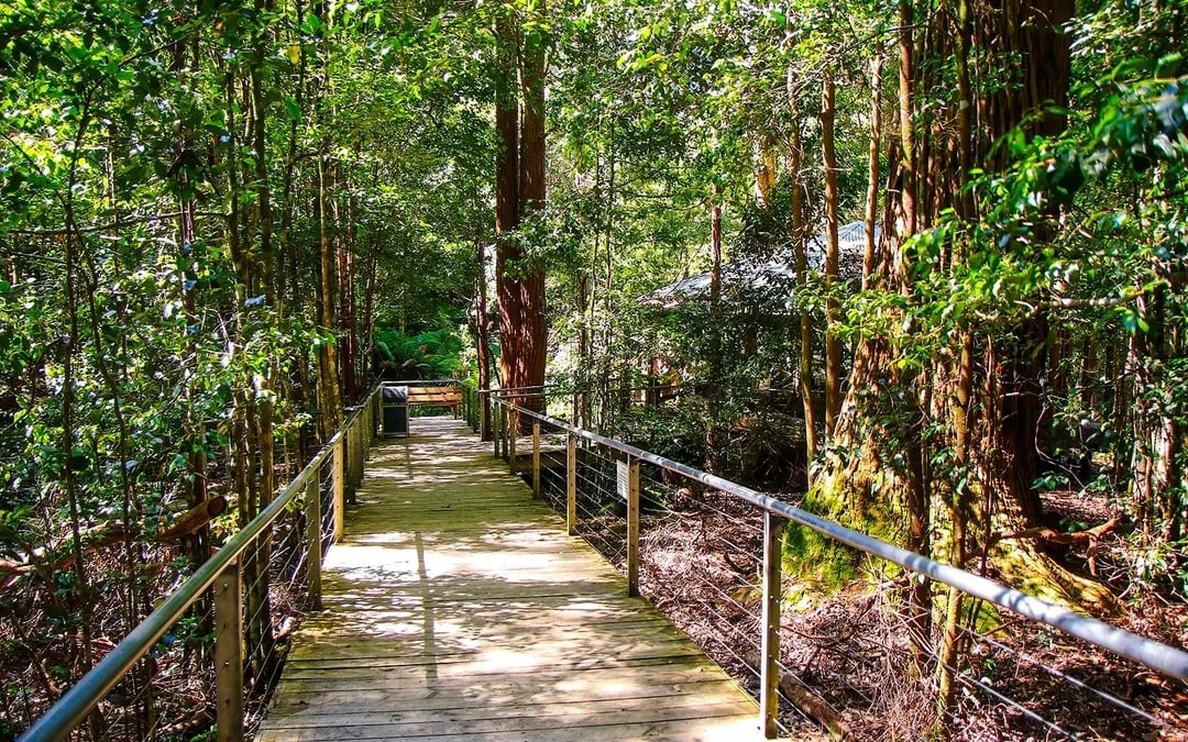 Blue Mountains Hop-On Hop-Off Explorer Bus + Scenic World Tickets Image 7