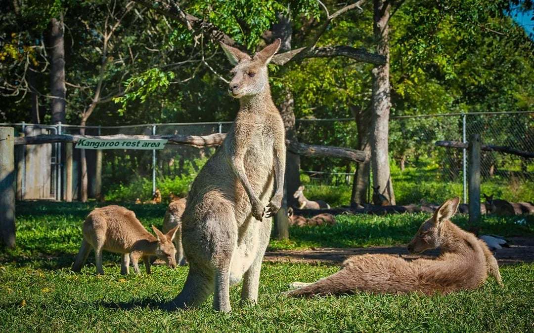 Blue Mountains Tour with Scenic World & Sydney Zoo or Featherdale Wildlife Park Image 5