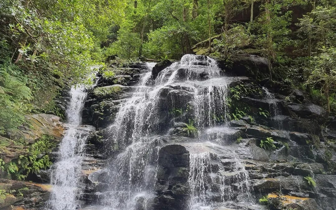 Blue Mountains Tour with Scenic World & Sydney Zoo or Featherdale Wildlife Park Image 6