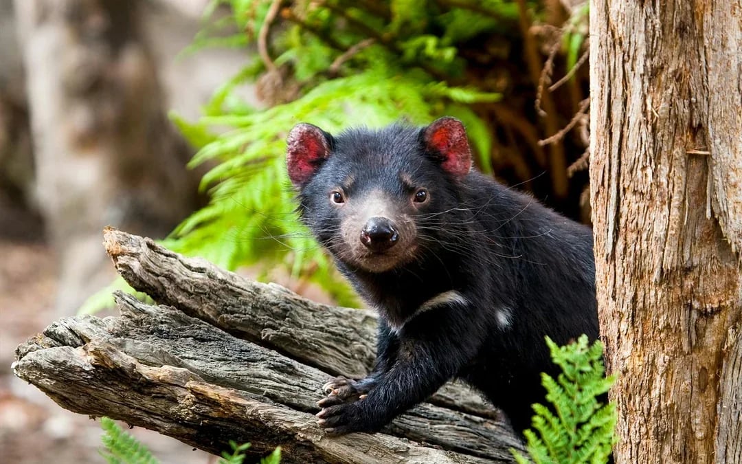 Blue Mountains Tour with Scenic World & Sydney Zoo or Featherdale Wildlife Park Image 9