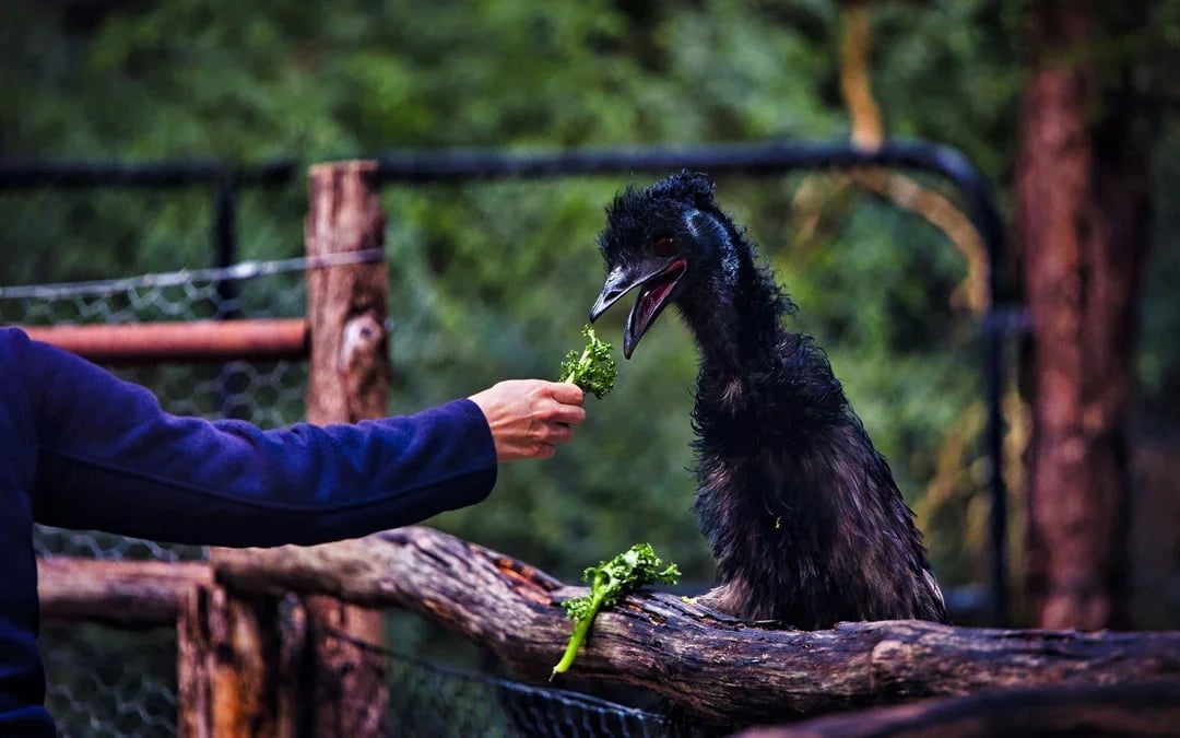Blue Mountains Tour with Scenic World & Sydney Zoo or Featherdale Wildlife Park Image 10