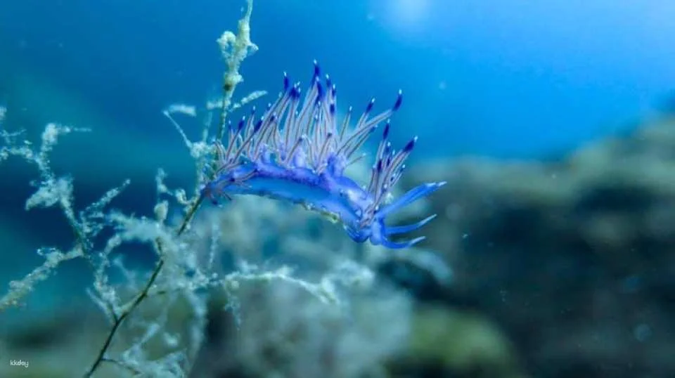 Bodrum scuba diving