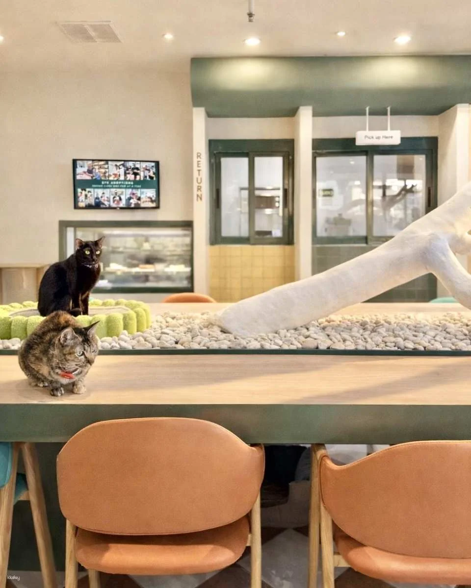 Breakfast with Cats in Bangkok Asok | Morning Cat Cafe Experience (08:00-12:00 noon)