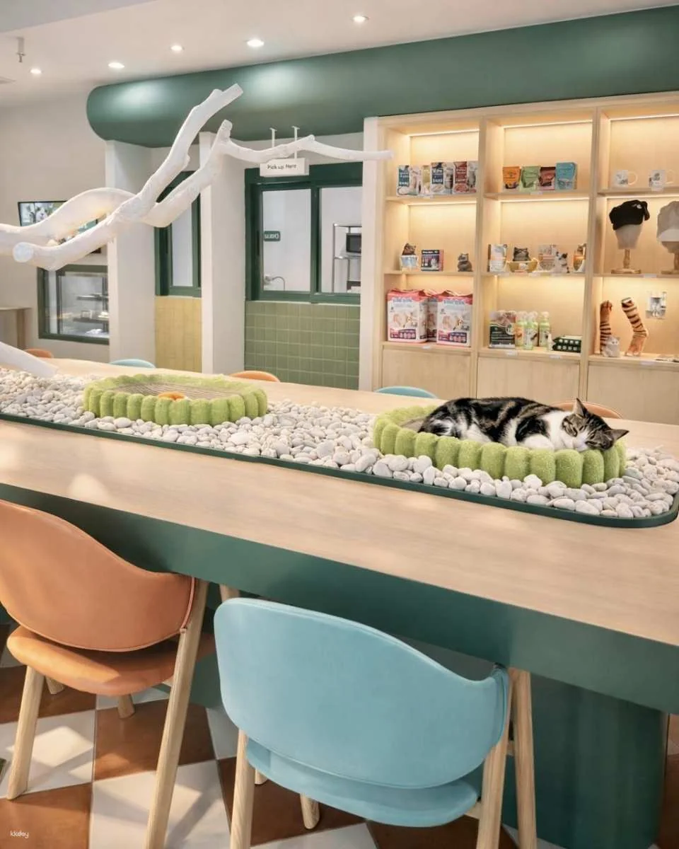 Breakfast with Cats in Bangkok Asok | Morning Cat Cafe Experience (08:00-12:00 noon)