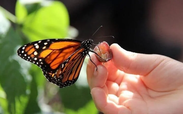 Butterfly World Antalya Tropical Sanctuary Ticket with Interactive Butterfly Feeding and Silk Weaving Demonstration Image 2