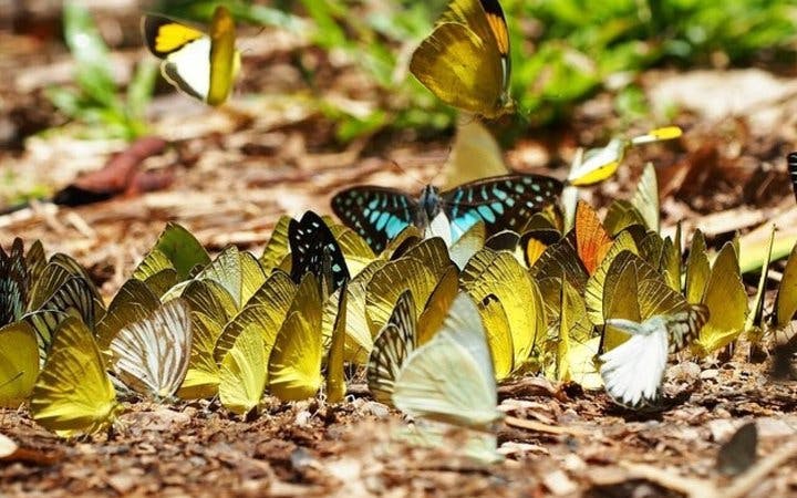 Butterfly World Antalya Tropical Sanctuary Ticket with Interactive Butterfly Feeding and Silk Weaving Demonstration Image 3
