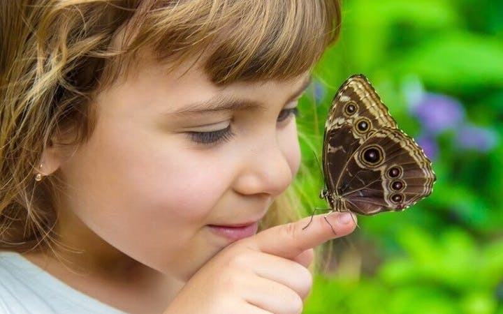 Butterfly World Antalya Tropical Sanctuary Ticket with Interactive Butterfly Feeding and Silk Weaving Demonstration Image 6