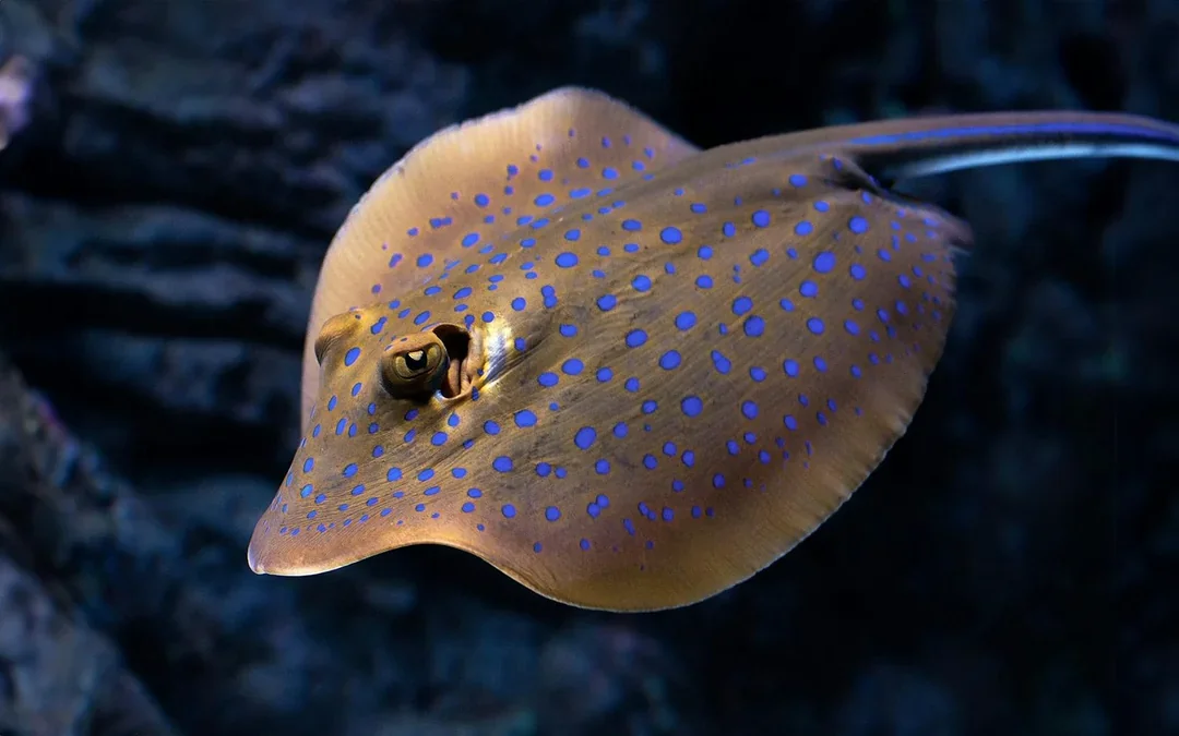 Cairns Aquarium by Twilight with Optional Dining Image 4