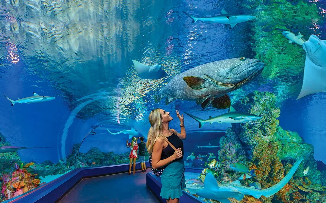 Cairns Aquarium by Twilight with Optional Dining Image 5