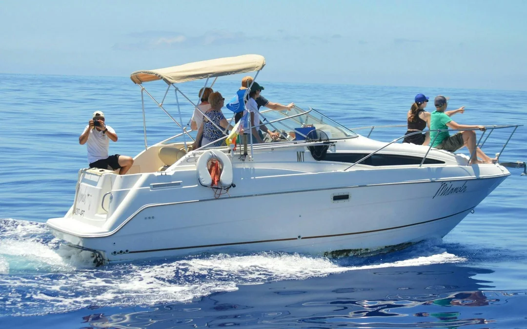 Calheta Private Luxury Yacht Dolphin & Whale Watching Image 2