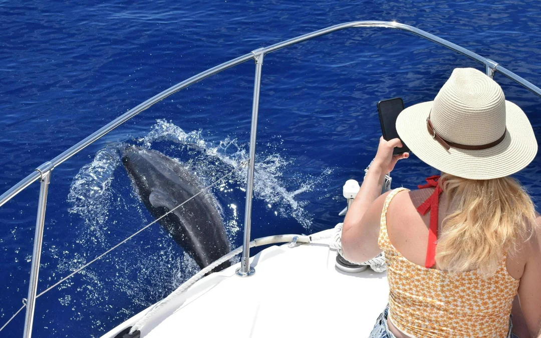 Calheta Private Luxury Yacht Dolphin & Whale Watching Image 3