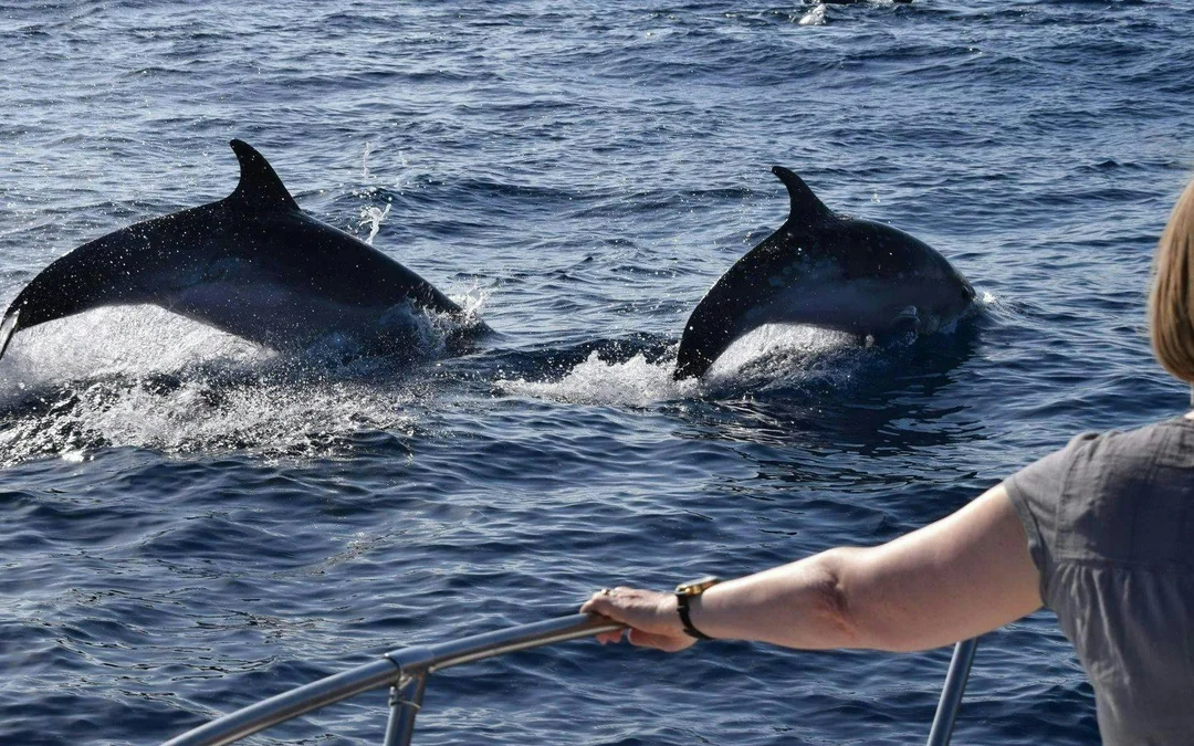 Calheta Private Luxury Yacht Dolphin & Whale Watching Image 4