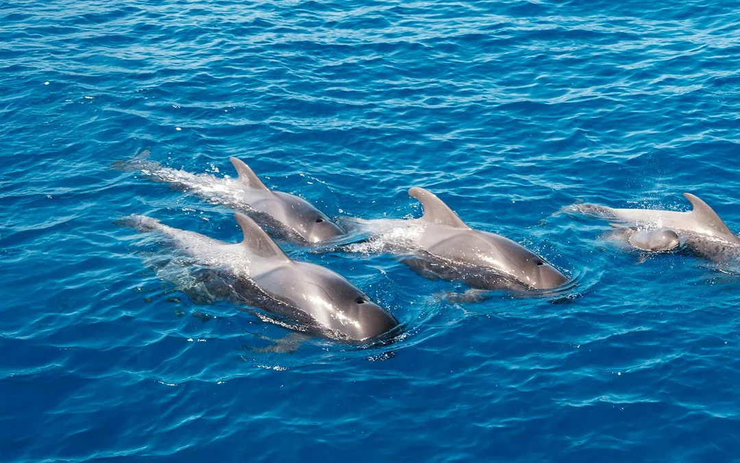 Calheta Shared Yacht Dolphin & Whale Watching Image 3
