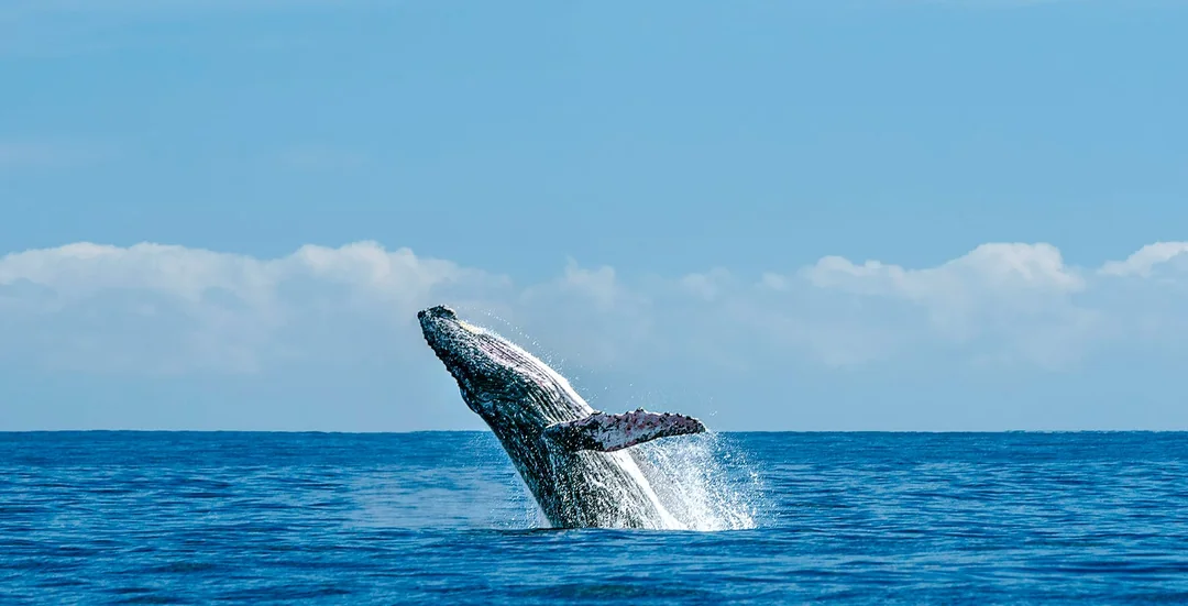 Calheta Shared Yacht Dolphin & Whale Watching Image 4